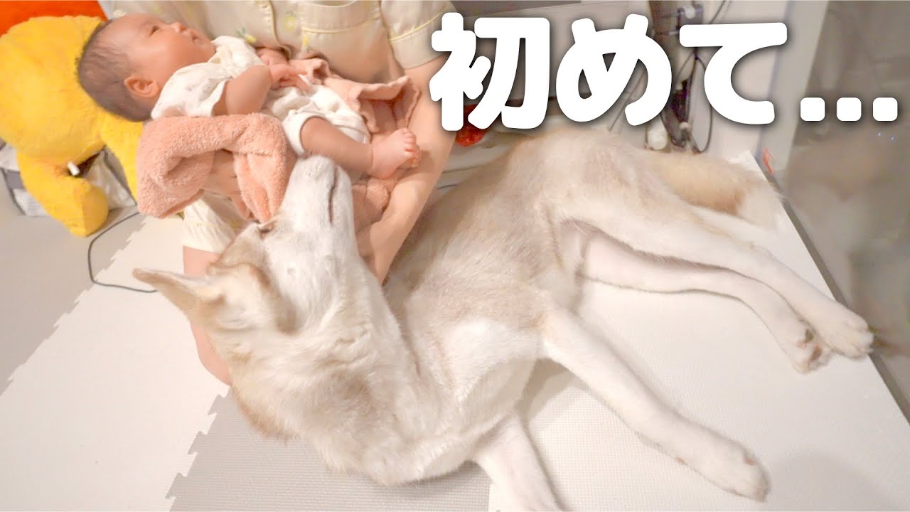 The behavior of my beloved dog interacting with a baby for the