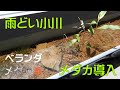 ベランダ メダカ~③雨どい小川にメダカ導入