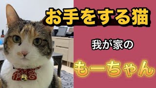 お手をする猫〜我が家のもーちゃんA calico cat doing tricks