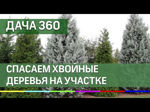 Спасаем хвойные деревья - ДАЧА 360