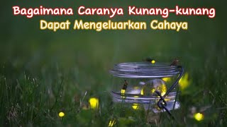 Bukan kuku orang mati, ini rahasia kunang-kunang bisa bersinar