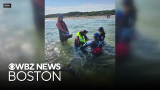 Dolphin stranding on Cape Cod is largest in state history