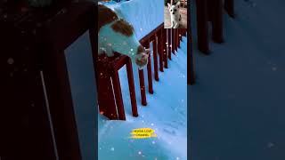 Cat Cat Cute Part 133  Meowmeow cat shorts catlovers cute trending