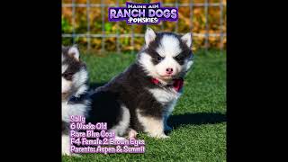Sally the pomsky is so cute! Watch as she grows the last two months 🥰😍 by Maine Aim Ranch Dogs 75 views 5 months ago 28 seconds