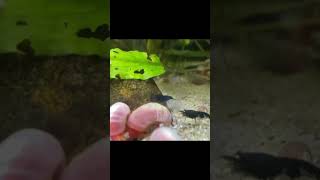 Cos’è il biofilm? #neocaridina #biofilm #acquario