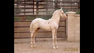 Exclusive Available - Paladino TSH 2025 Cremello PRE Colt Profile