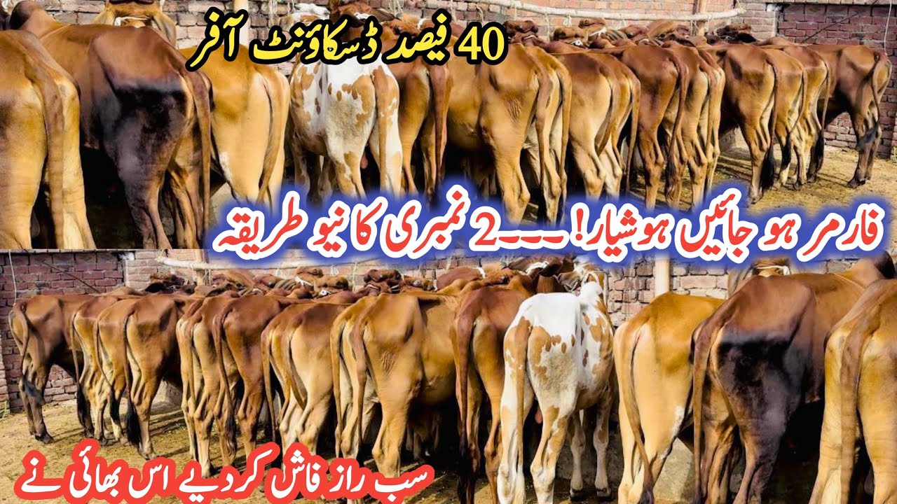 How To Start Meat(Bachra)Farming in Pakistan||Profitable Business Plan|Livestock wacha farming
