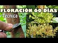 TÉCNICA del RALLADO y anillado arboles FRUTALES AGUACATE floración SEGURA 100%  MUCHA FLORACIÓN