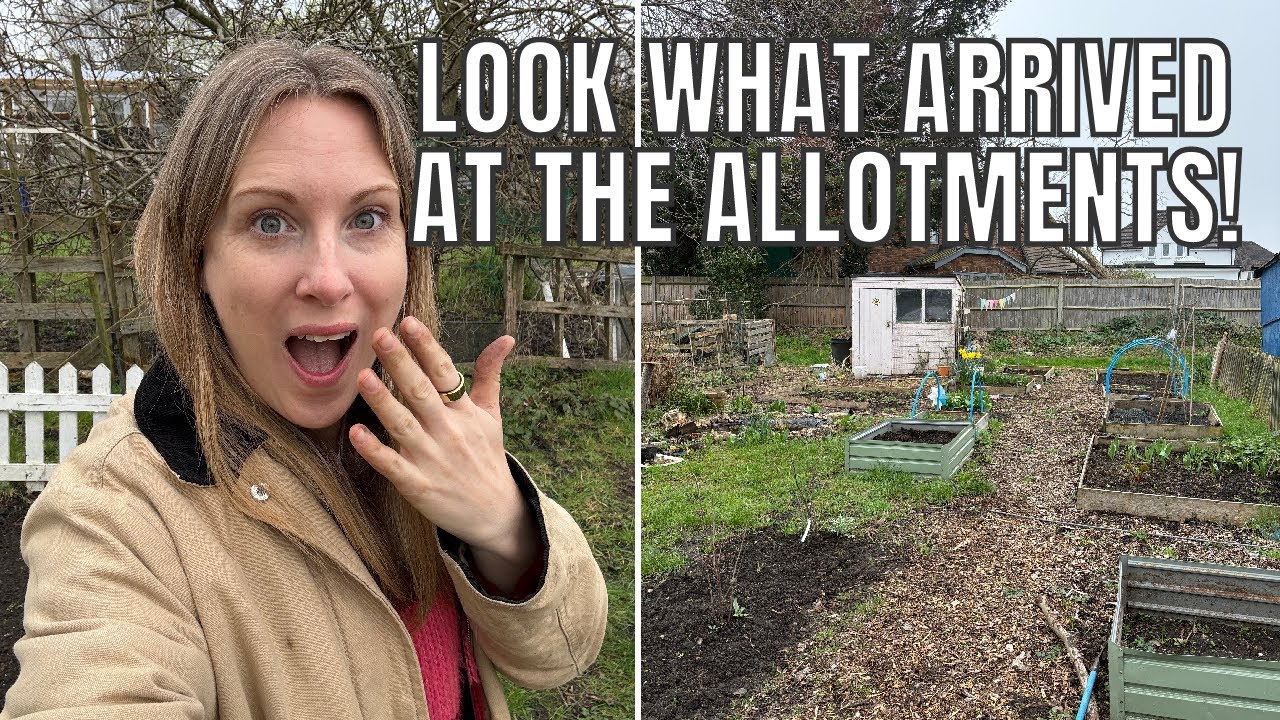 LOOK WHAT ARRIVED!! / ALLOTMENT GARDENING UK - YouTube