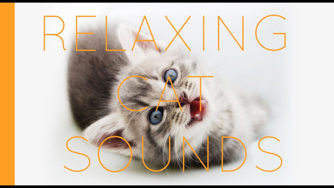  Cat  meow  sound kittens  and cats  meowing  sounds SFX kitty 
