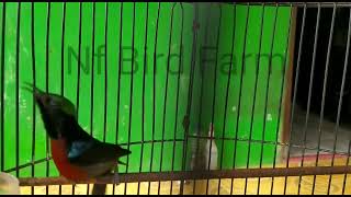 Download Lagu Kolibri ninja (konin) besetan kasar isian mewah putar vidio ini konin anda pasti nyaut MP3