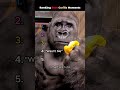 Ranking Best Gorilla Moments #shortanimals #bestgorillas #gorillamoments