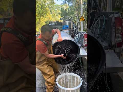 تجميع الزريعة سمك بدقة وأمان 