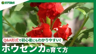 ☘107：ホウセンカの育て方｜種まきや植えつけ、日々の管理から種の採取に至るまで完全解説【PlantiaQ&A】植物の情報、育て方をQ&A形式でご紹介