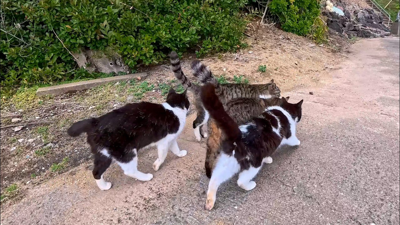 ぶつかり合いながら歩く猫たち