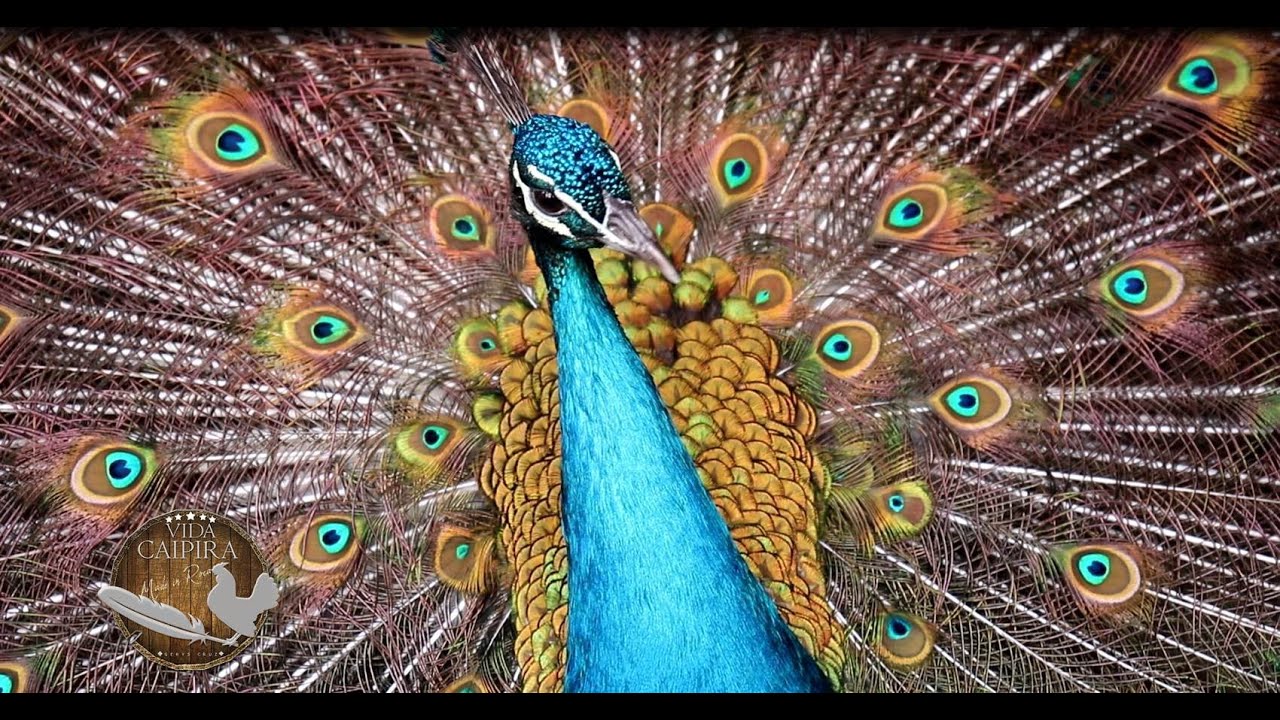 Existe Algum Ritual De Acasalamento Do Pavão