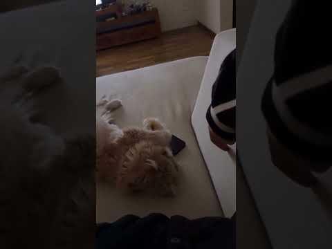 Whindersson Nunes (@whinderssonnunes) archived Instagram Stories compilation from June 22, 2026