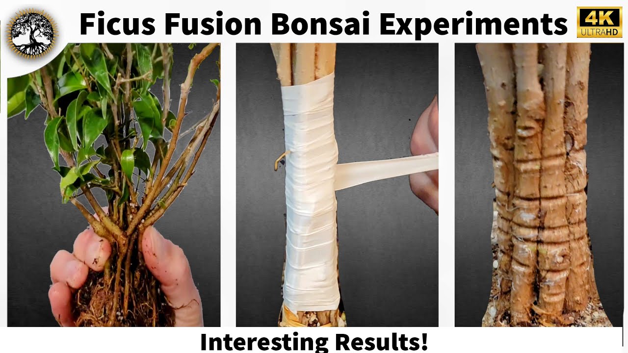 Эксперименты по выращиванию бонсай из фикусов — интересные результаты!