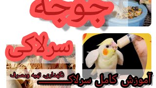 سرلاک دادن به عروس هلندی و جداسازی جوجه عروس هلندی