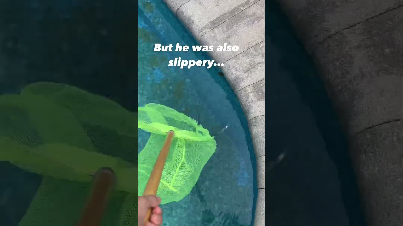 Frog In the Pool.. 🐸 