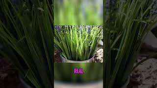 Dollar Tree Solar Lights: Amazing Outdoor Decor Ideas #shorts #artandcraft #craft #diycrafts