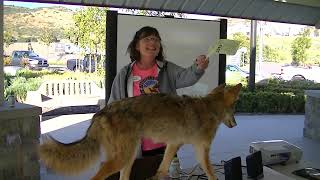 Myths and Facts About Urban Coyotes: Part 1 with Dr. Adena Boxer-Capitano, DVM, M.A.