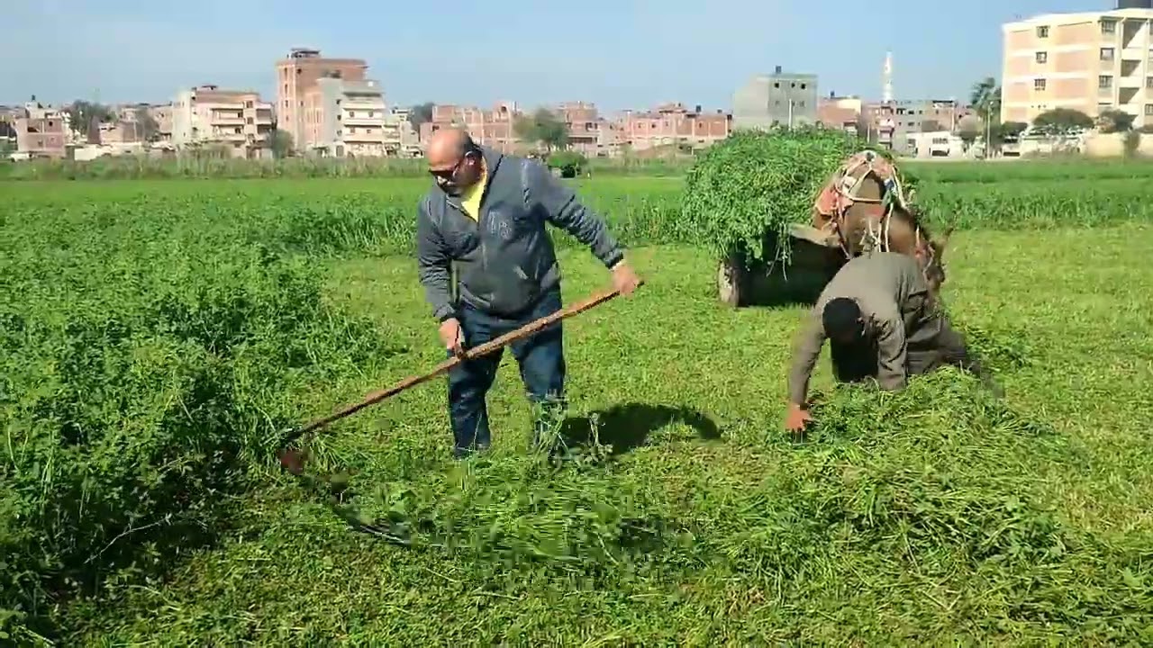 حش البرسيم بالسيف