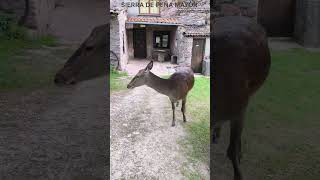 CON BAMBI EN LA SIERRA DE PEÑA MAYOR, NAVA, ASTURIAS, ESPAÑA. DESPUÉS DE COMER EN LES PRAERES.