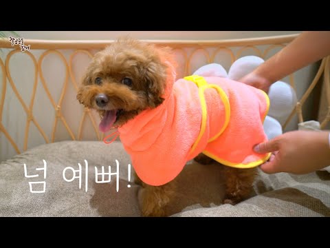 까불다 수영장에 빠져버린 강아지에게 가운을 입혀줬더니 3분만에 털이 다 말라버렸어요!  (feat. 깜찍한 베픈 펫샤워가운.. 넘 귀엽잖아!ㅎㅎㅎ)