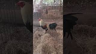 Pollo 🐓🐓🐓🐓🐓🐓🐓 grey Tapachula Chiapas Ayudame a compartir para llegar a más personas 🙏🙏🙏👍