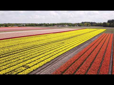 Tulpenvelden in Vledderveen (Dr.) Tulips in bloom. (Fly Over) Mei 2021
