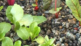 Aquaponics, of Pebbles and Pellets