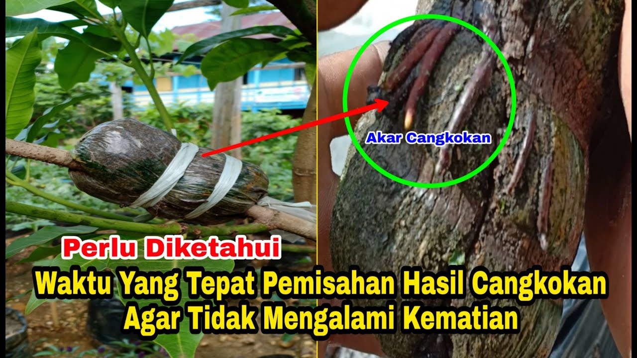 Waktu Yang Tepat Pemisahan Hasil Cangkokan Pohon Mangga Agar Tidak Mengalami Kematian