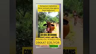 İnekleri̇n Ağzi Sepetli̇ Böyle Bi̇r Duyarlilik Olamaz - Tebri̇k Ederi̇m O Köyü