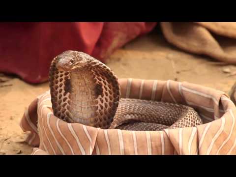 Snake Charmer and Cobra Snake in a Basket: India. - Stock Video