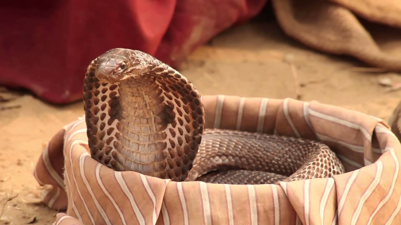 Snake Charmer and Cobra Snake in a Basket: India. - Stock Video