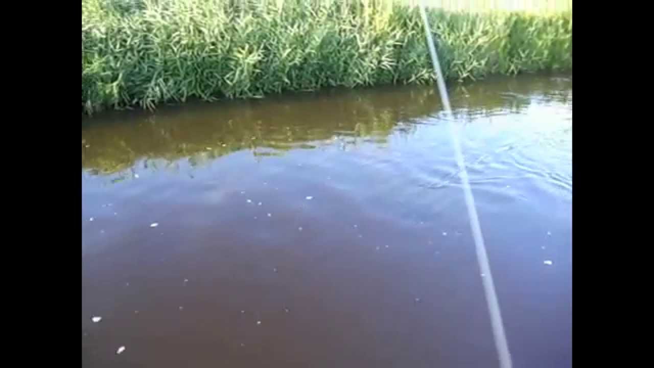 Laks fra Grønå i sønderjylland