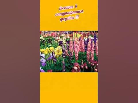 Многолетние цветы!!! Люпины в ландшафтном дизайне!!! - YouTube