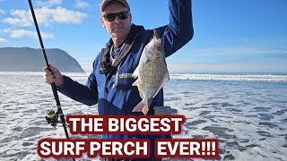 THE BIGGEST SURF PERCH EVER!!!