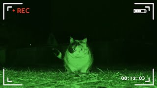 What does Stray Cat do at Night? by Cats Around Us 856 views 1 year ago 2 minutes, 26 seconds