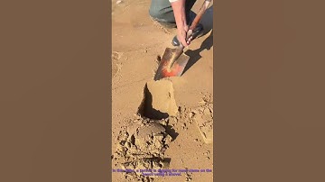 Seafood Foraging: Digging Razor Clams on the Beach – Time-Honored Coastal Skill