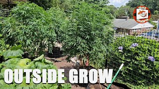 These Plants are MASSIVE | Outside Grow