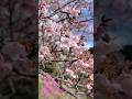BLOOMING NOW SAKURA CHERRY 🌸 BLOSSOM earliest in Japan MINAMIBOSO WADACHO HOUKOEN #sakura #japan