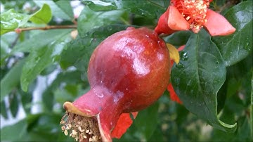 Amazing video quality with the Kodak Zi8 - 1080p Test