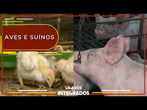 Uso racional dos antibióticos evita resistência bacteriana nos animais | Ligados&Integrados 25/10/23