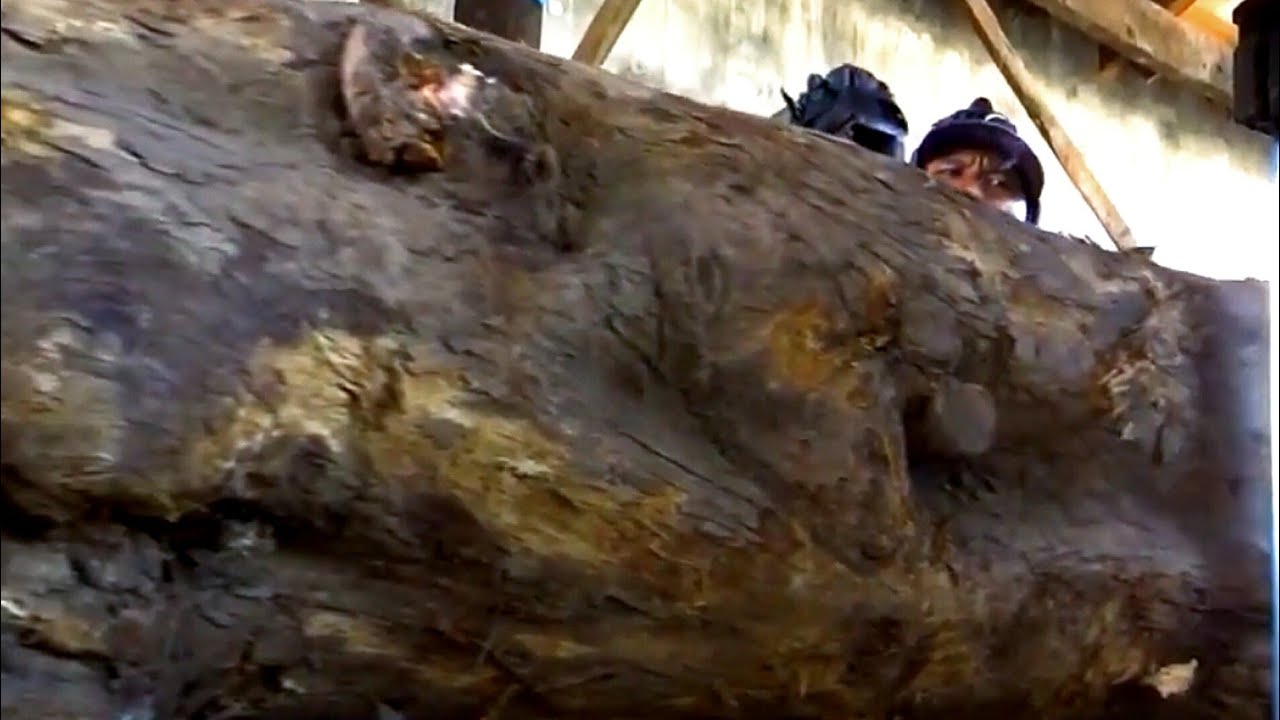 Sawing And Cutting Dangerous Giant Wood || Sawmill - YouTube