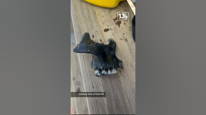 Human jawbone found on #OBX beach! #shorts