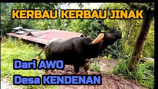 🔴Kerbau Kerbau Jinak Dari Daerah Awo Desa Kendenan (Whir Latandrank) Enrekang Duri