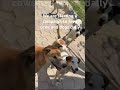 We are starting a campaign to feed cows and dogs daily 🦮🐄Jai Shree Ram 🙏❤️#cowfeed #dogfeeding