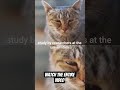 How cats kiss you! #catfacts #cat #petcareprovider #catbehavior #catnoise #catpurr #funny #catsrule